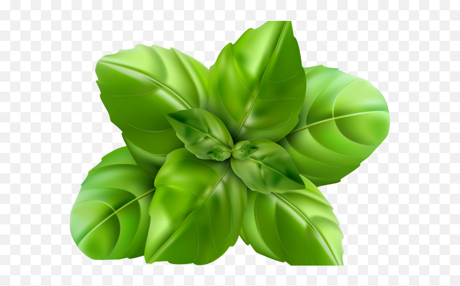 Plant Clipart Thulasi - Basil Leaf Clipart Full Size Png Basil Png,Leaf Clipart Png