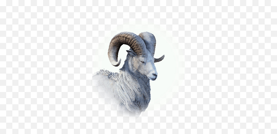 Transparent Png Mountain Goat Horns - Bighorn Sheep,Goat Horns Png