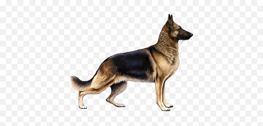 German Shepherd Dog Facts - German Shepherd Png,German Shepherd Transparent