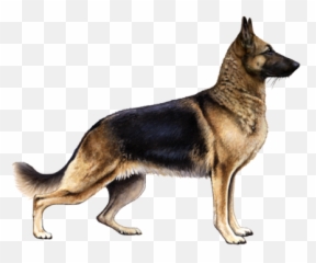 German Shepherd Dog Facts - German Shepherd Png,German Shepherd Transparent