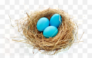 Nest Png Transparent Free Images