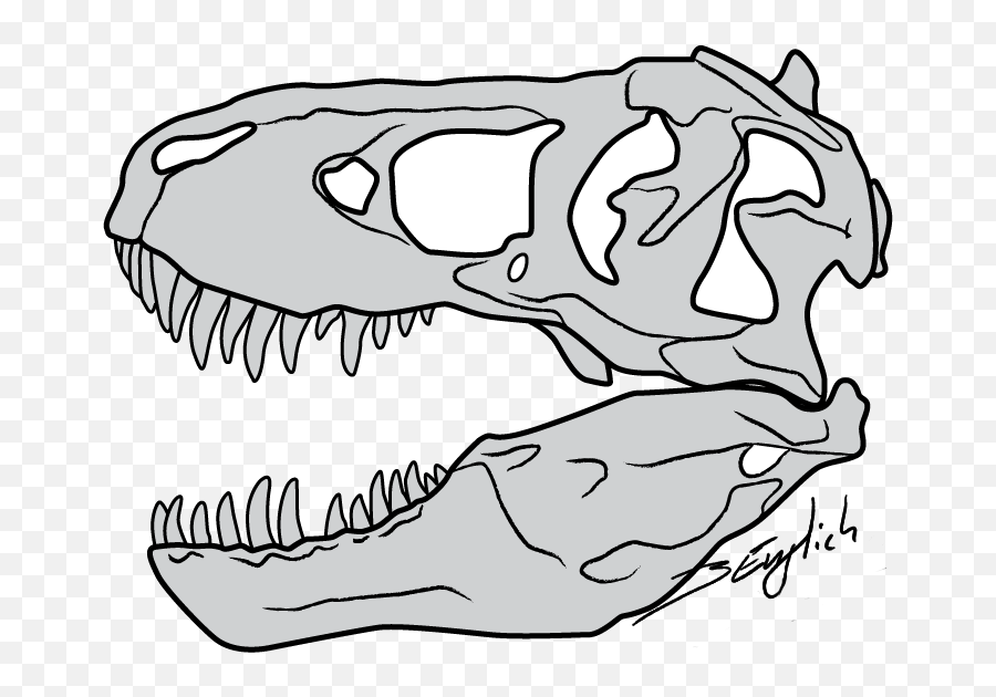 29 Drawn Dinosaur Skull Free Clip Art Stock Illustrations Png
