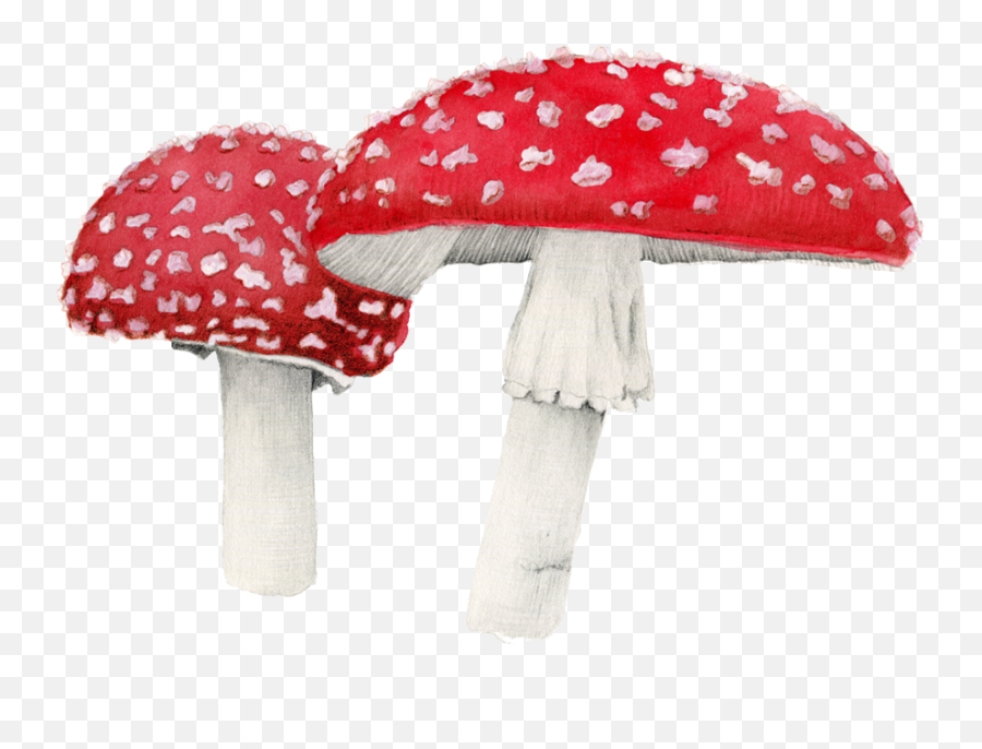 Amanita Muscaria Png Free Download Mart - Amanita Muscaria Png,Mushroom Png