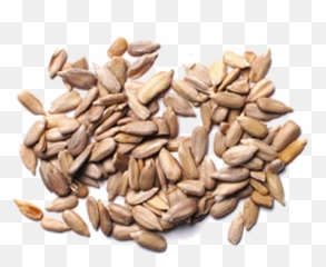 Sunflower Seeds Png Image - Purepng Free Transparent Cc0 Sunflower Seeds,Seed Png
