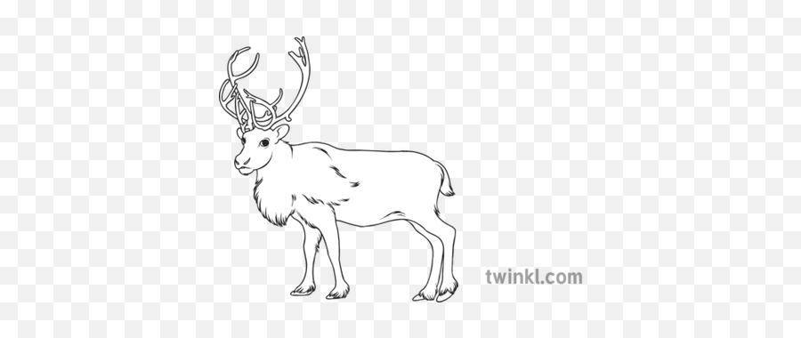 Caribou Reindeer Science Canadian Animals Canada Wildlife - Black And White Pictures Of A Caribou Png,Caribou Png