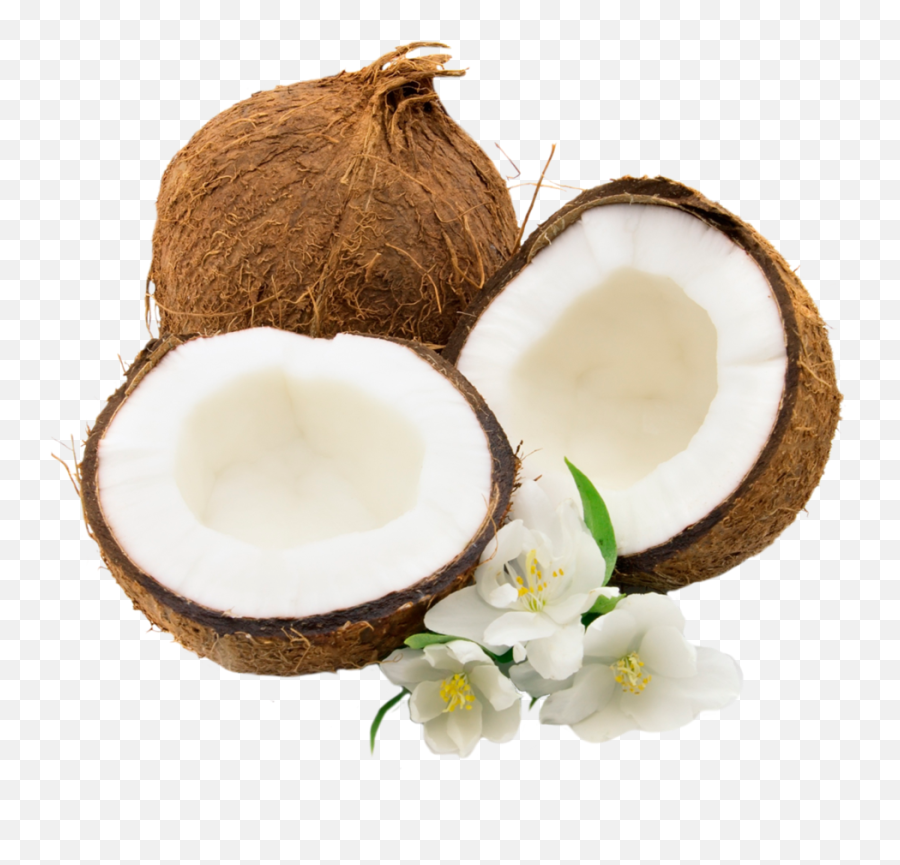 Coconuts Png Image - Coconut Png,Coconut Png