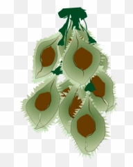 Grow The Actual Survivor Tree Jonsteen Company - Illustration png