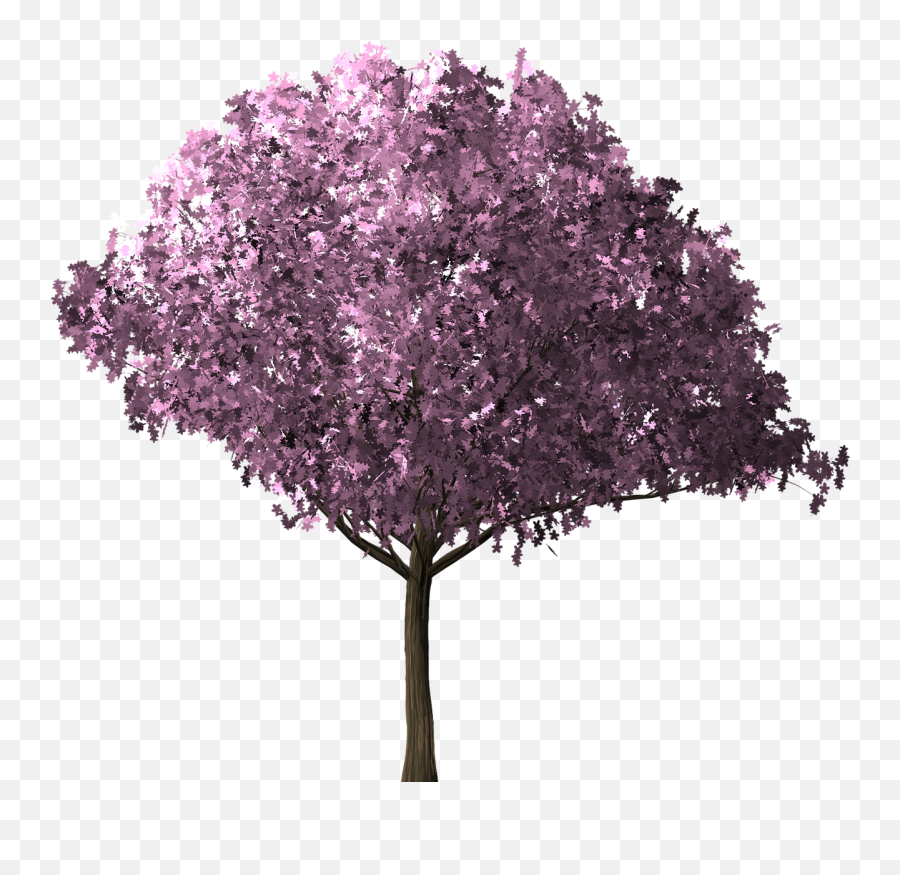 Cherry Blossom Tree - Arbol De Cerezo Png,Cherry Blossom Tree Png