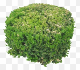 Plants Flowers Png Image Top View - Arvores Vista De Cima Png,Grass Top View Png