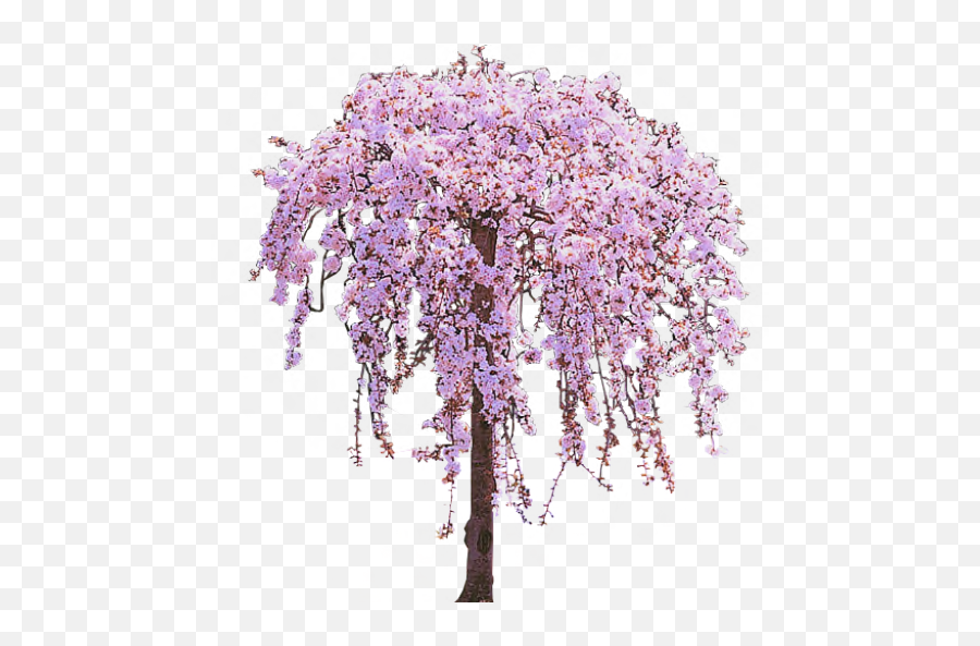 Na57 Image V56 Png Weeping Cherry Tree - Purple Weeping Cherry Tree,Weeping Willow Png