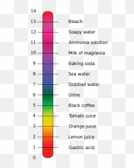 Ph Scale - Ph Of Calcium Carbonate Png,Scale Transparent