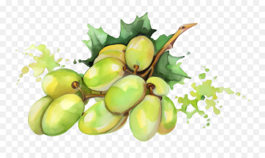 Mango Png No Background - Fruit Painting Watercolor,Mango Transparent Background
