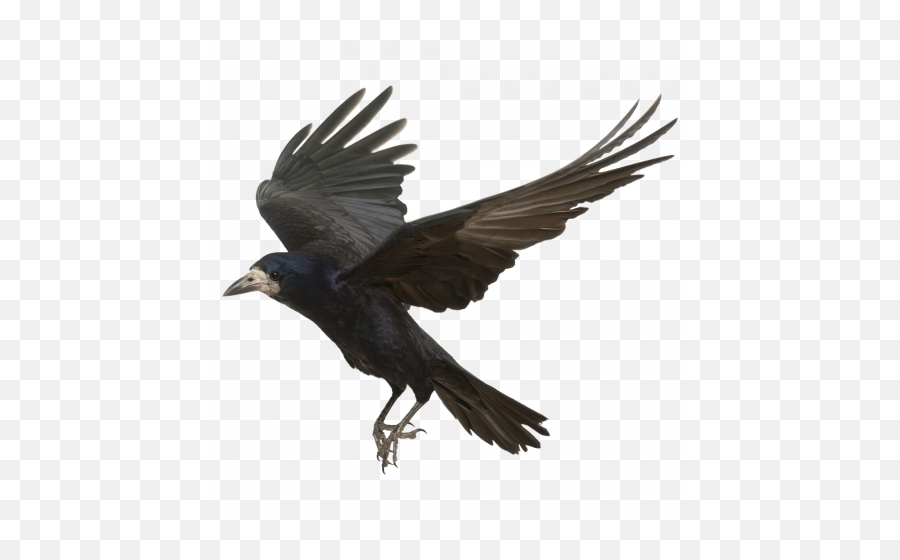 Crow Bird Png Image With Transparent - Transparent Background Crow Png,Crow Transparent