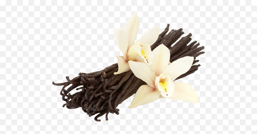 Download Vanilla - Vanilla Flower And Beans Full Size Png French Vanilla,Vanilla Png