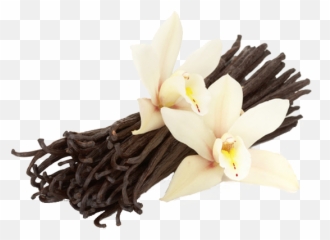 Download Vanilla - Vanilla Flower And Beans Full Size Png French Vanilla,Vanilla Png