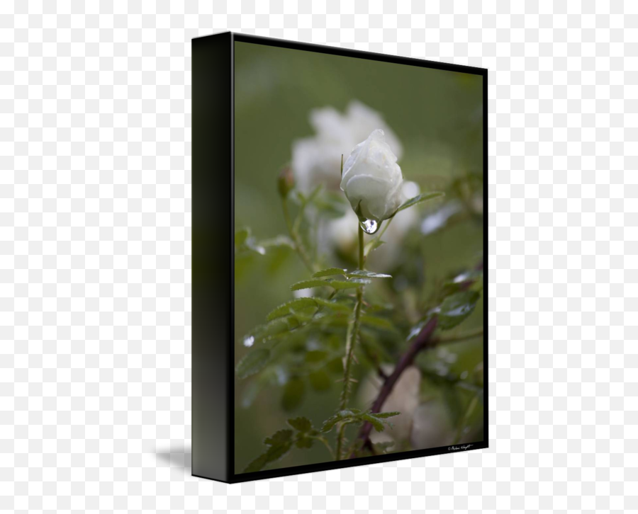White Rose Bud In The Rain - Evergreen Rose Png,White Rose Transparent Background