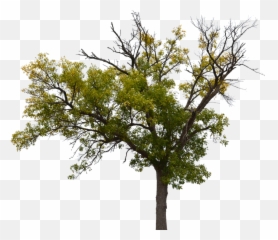 Dead Tree With No - Free photo on Pixabay nh Cây Không Nn png