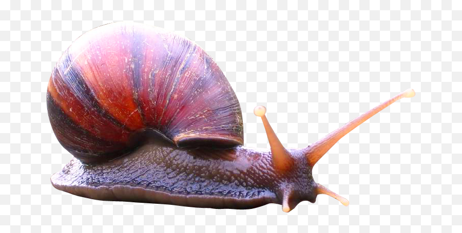 Snail Png Image - Pngpix Icon,Snail Png
