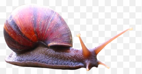 Snail Png Image - Pngpix Icon,Snail Png