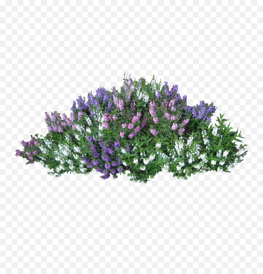 Bushes Png Images Free Download Bush - Bush With Flowers Png,Hanging Plants Png