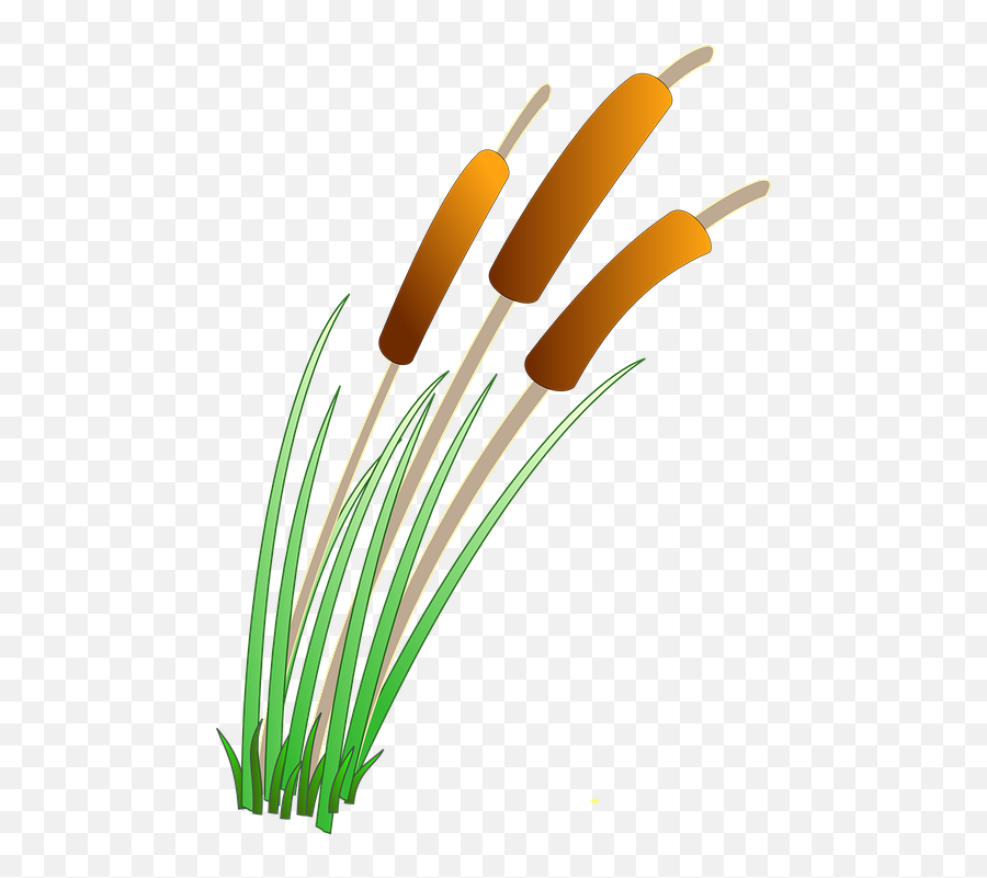 Reeds Plants Water - Reeds Clipart Png,Swamp Png