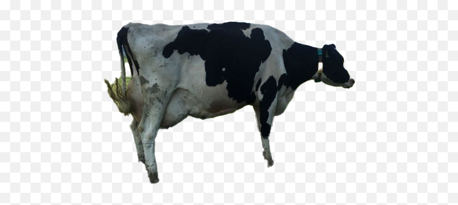 Cow Png Clipart - Funny Cow Png,Cow Clipart Png