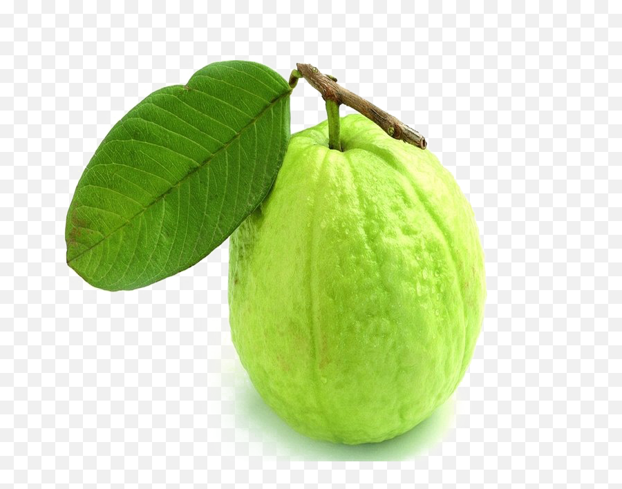 Green Guava Png Transparent Image - Guava Image Of Fruits,Guava Png