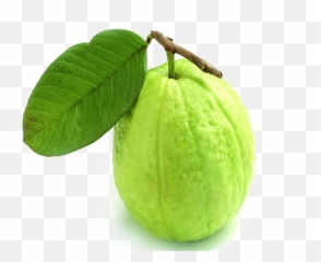 Green Guava Png Transparent Image - Guava Image Of Fruits,Guava Png