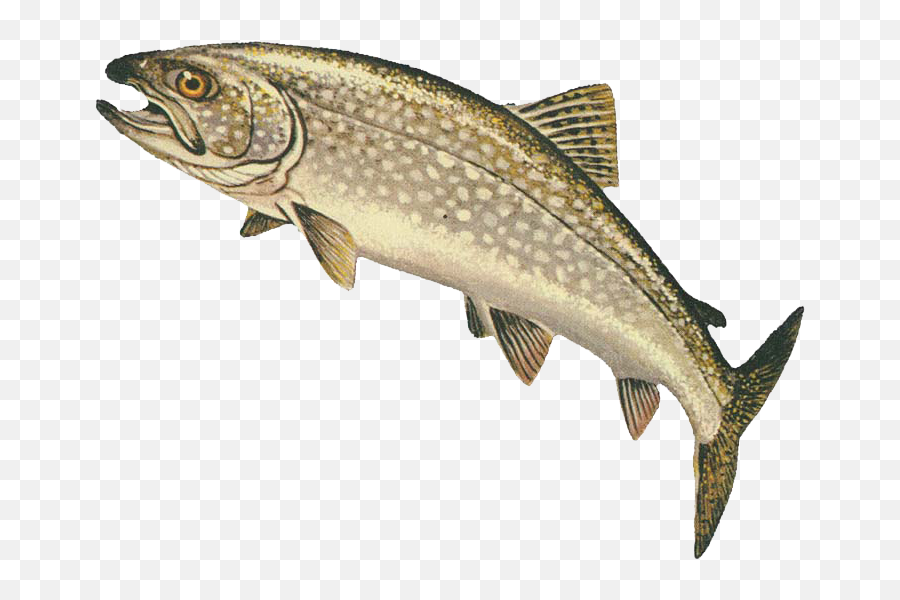Lake Trout - Fish Doesn T Know Wet Png,Trout Png