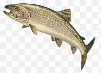 Lake Trout - Fish Doesn T Know Wet Png,Trout Png