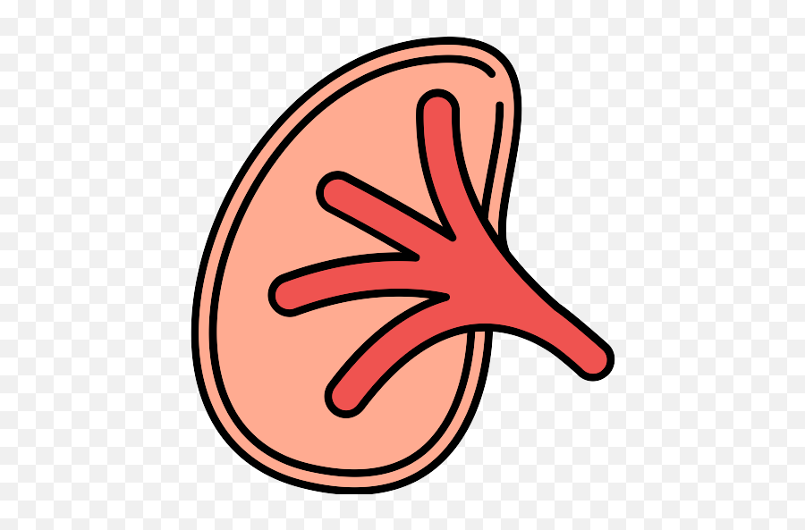 Kidney Png Icon - Language,Kidney Png