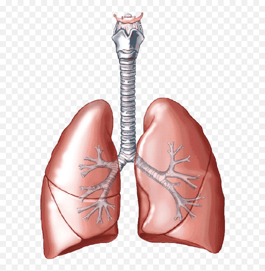 Lungs Png - Color Of The Lungs,Lung Png