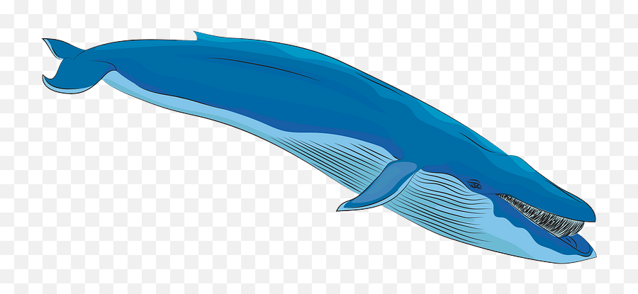 Blue Whale Clipart - Whale Clipart Png,Blue Whale Png