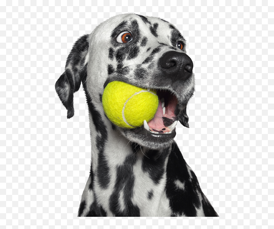 Homepage Page - Heska Dog Holding Tennis Ball In Mouth Png,Dalmatian Png