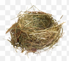 Nest Png - Bird Nest Png,Nest Png