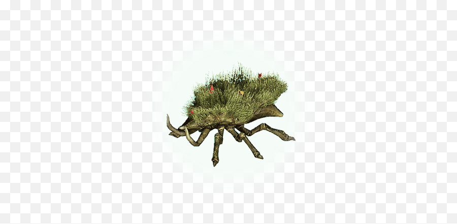 Grass Beetle - Bdo Codex Png,Beetle Icon