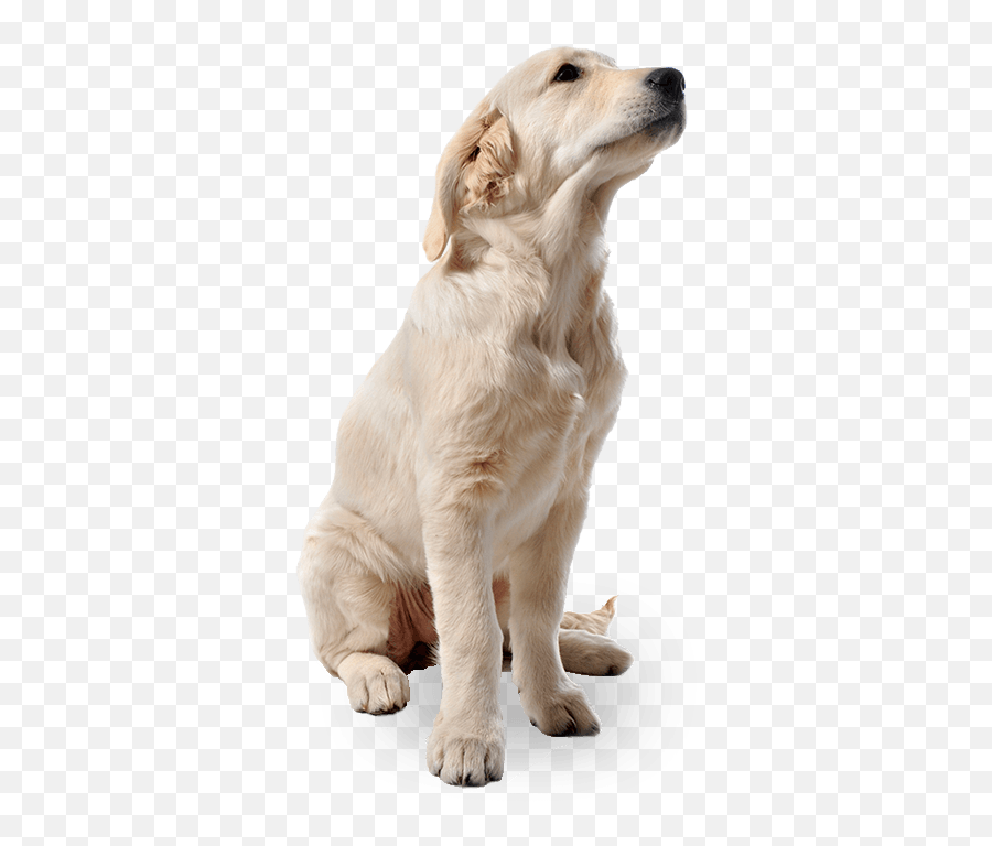 Transparent Png Dogs