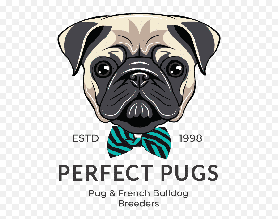 Pug Vector Free - Pug Face Illustration Png,Pug Transparent Background
