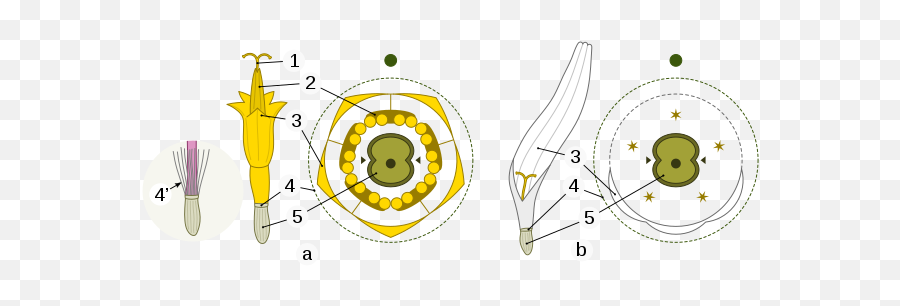 Sunflowers Helianthus Annuus Your Balcony Garden - Floral Diagram Of Chrysanthemum Png,Yellow Hibiscus Windows Icon 32 X 32