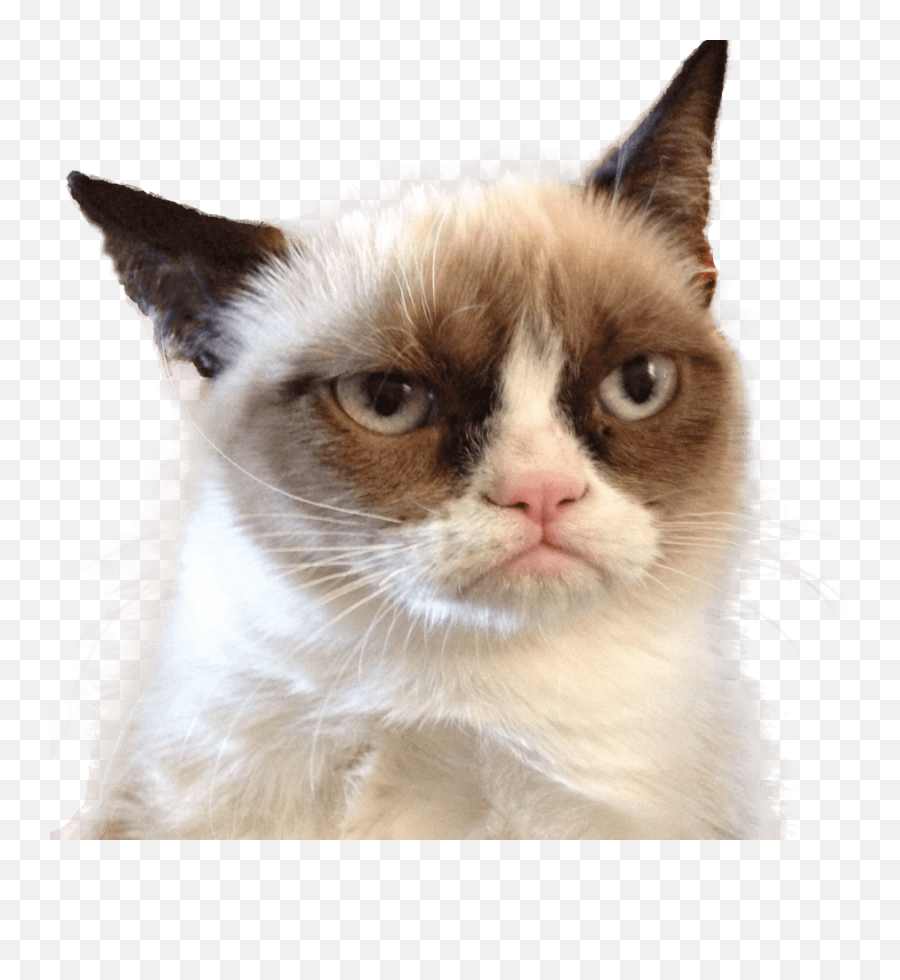 Grumpy Cat Upset Transparent Png - Grumpy Cat Any Questions,Sad Cat Png