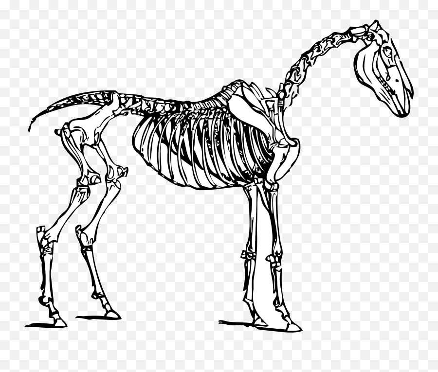 Library Of Dog Skeleton Clipart Freeuse Stock Png Files Horse Skeleton Clipart Dinosaur Skull Png Free Transparent Png Images Pngaaa Com - puppy of the week skeleton puppy roblox