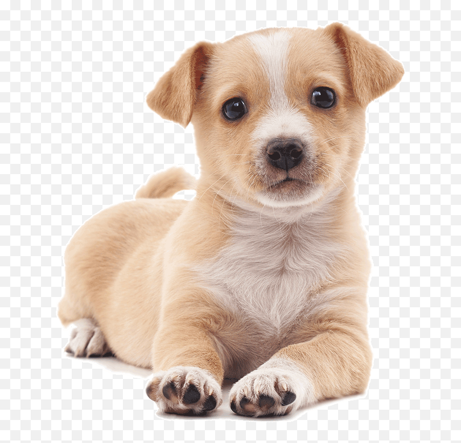 Home - Companion Dog Png,Transparent Puppy