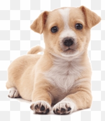 Home - Companion Dog Png,Transparent Puppy