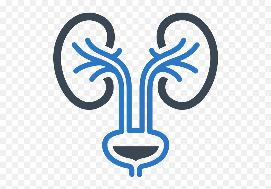 Paul Simpson U2013 Canva - Nephrology Icon Png,Kidney Icon