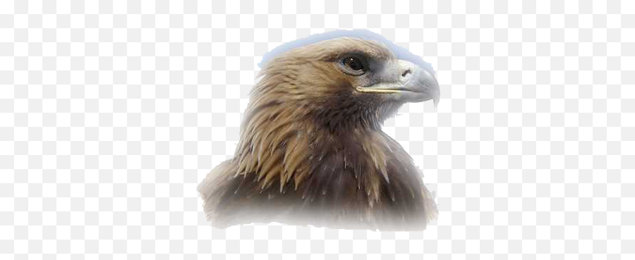 Download Eagle Head Png Clipart - Golden Eagle,Eagle Head Png