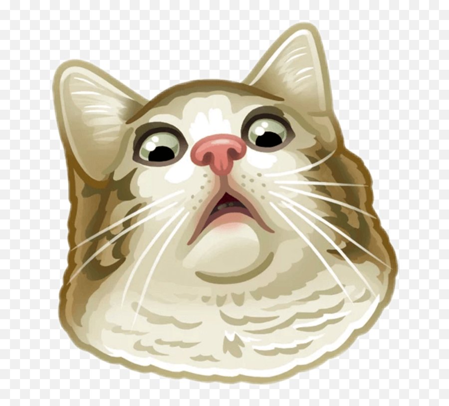 Wtf Face Png - Telegram Cat Stickers Png,Wtf Png