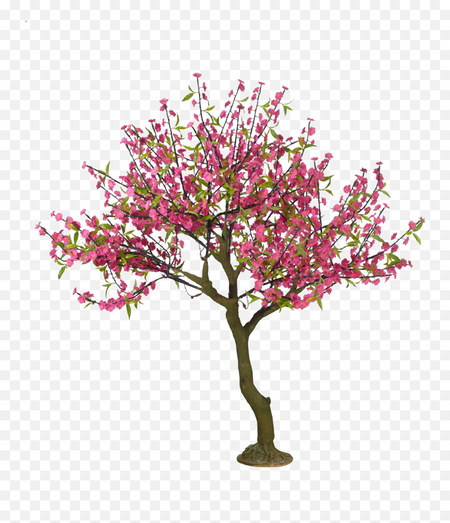 Cherry Blossom Tree Png Free Library - Cherry Blossom Tree Drawings,Cherry Blossom Tree Png