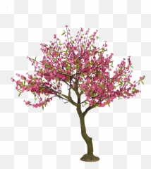 free transparent cherry blossom tree png images page 1 pngaaa com transparent cherry blossom tree png