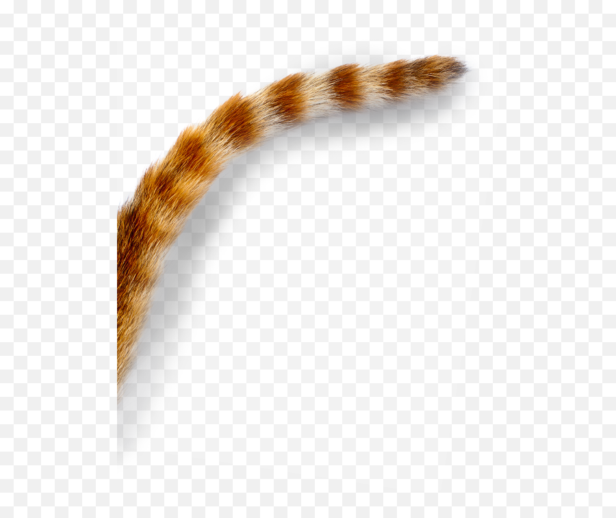 Cat Tail Png Images In Collection - Transparent Cat Tail Png,Tail Png