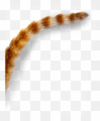 Cat Tail Png Images In Collection - Transparent